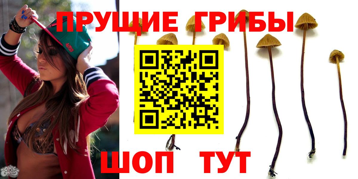 Галлюциногенные грибы Psilocybe Протвино